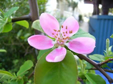花梨の花写真