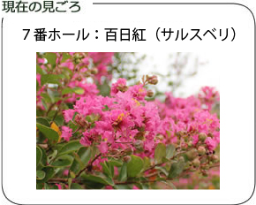 現在の見ごろ