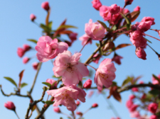 海棠桜（カイドウサクラ）写真
