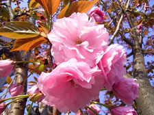 八重桜写真